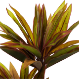 Faux Cordyline fruticosa Tree