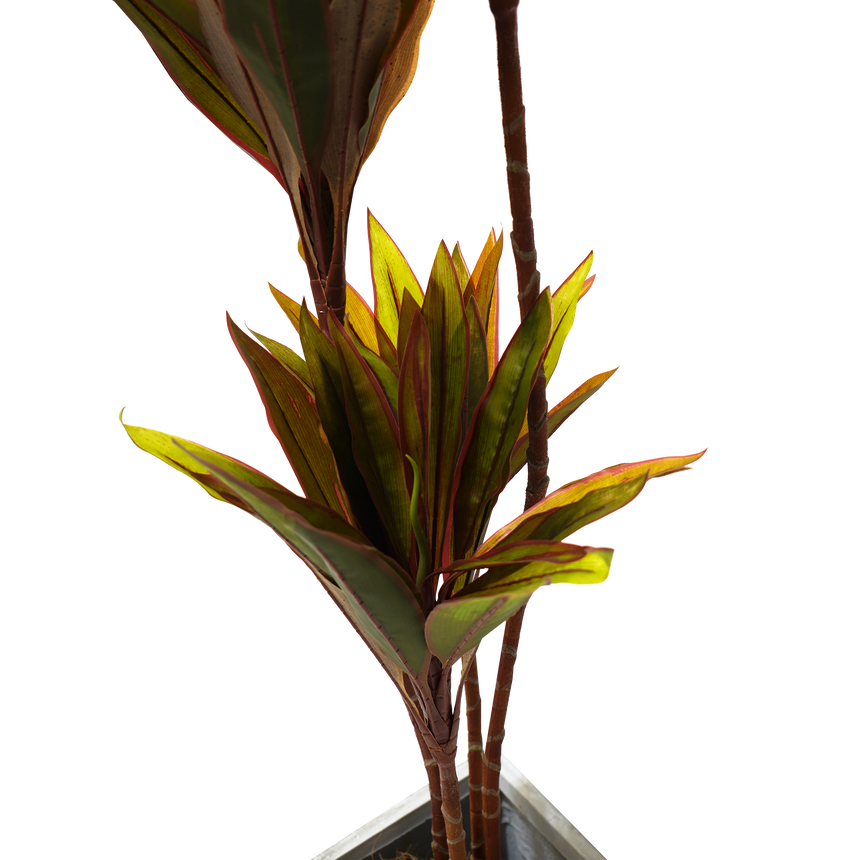 Faux Cordyline fruticosa Tree